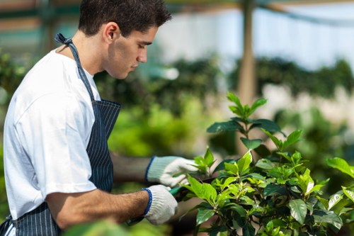 Professional pruning and tidy-up for a Clapham property